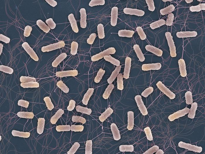 Imagen microscópica de bacterias Salmonella