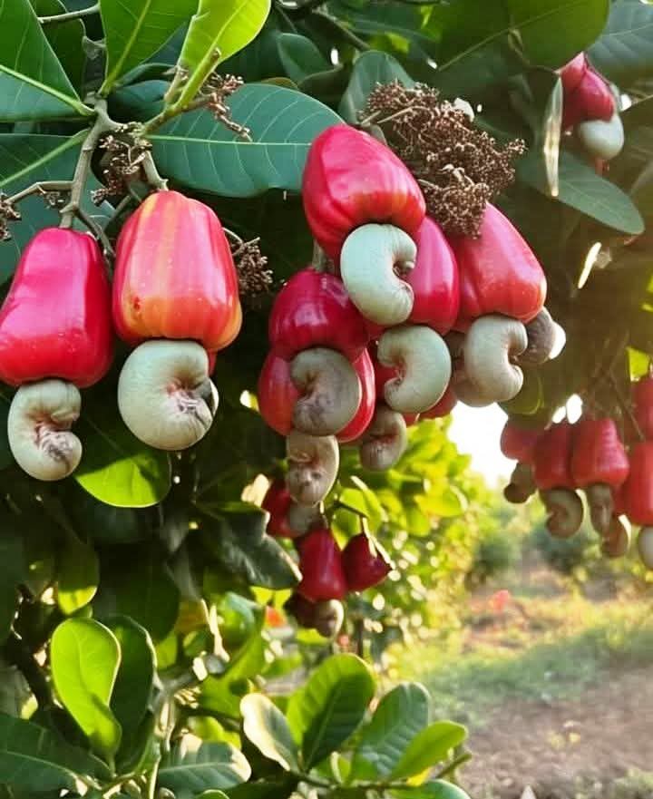 পার্বত্য চট্টগ্রামে অর্থনৈতিক মুক্তির সম্ভাবনায় কপি ও কাজুবাদাম