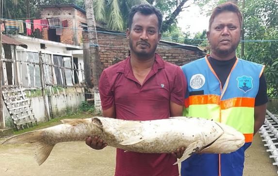 হালদায় নৌ পুলিশের নির্লিপ্ততায় চলছে মা মাছ শিকার