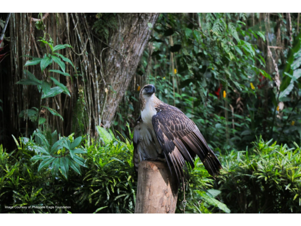 Satellite and CANopy Observation for Preserving Biodiversity (SCANOPY)