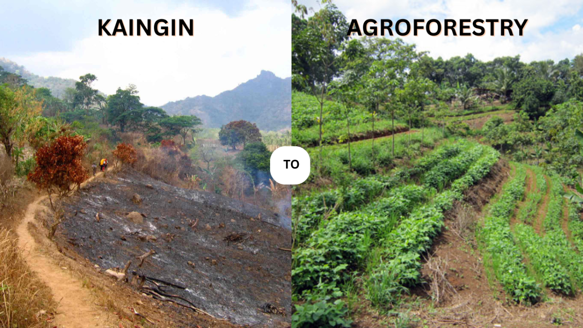 Kaingin to Agroforestry (K2A)- Southern Palawan